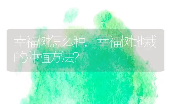 幸福树怎么种,幸福树地栽的种植方法？ | 养殖科普