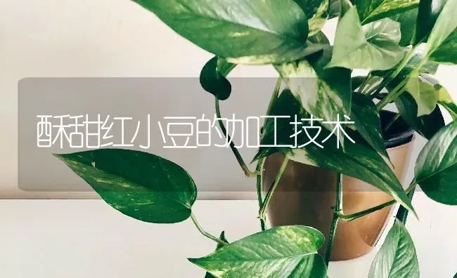酥甜红小豆的加工技术 | 养殖技术大全