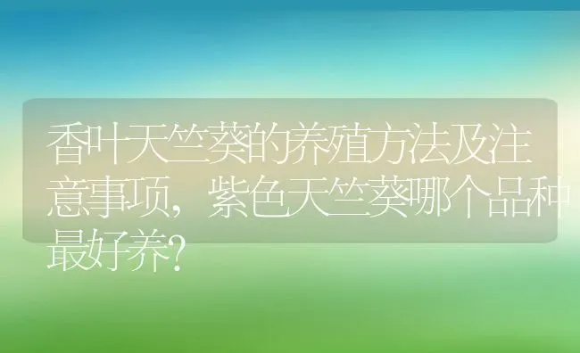 香叶天竺葵的养殖方法及注意事项,紫色天竺葵哪个品种最好养？ | 养殖科普