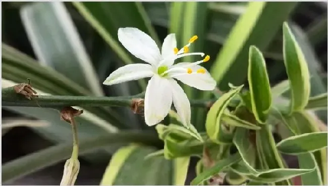 甲醛克星植物有哪些 | 三农知识