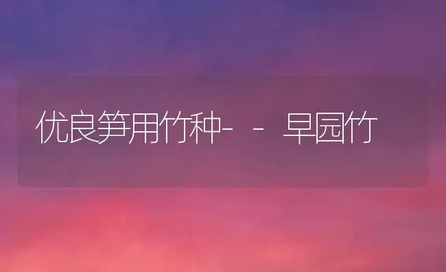 优良笋用竹种--早园竹 | 养殖技术大全