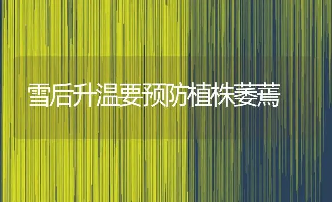 雪后升温要预防植株萎蔫 | 养殖知识