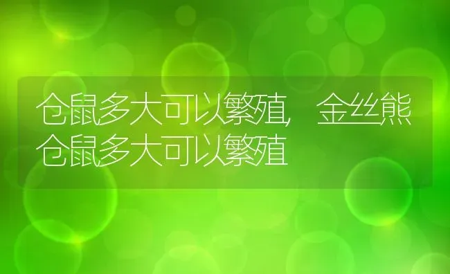 仓鼠多大可以繁殖,金丝熊仓鼠多大可以繁殖 | 养殖科普