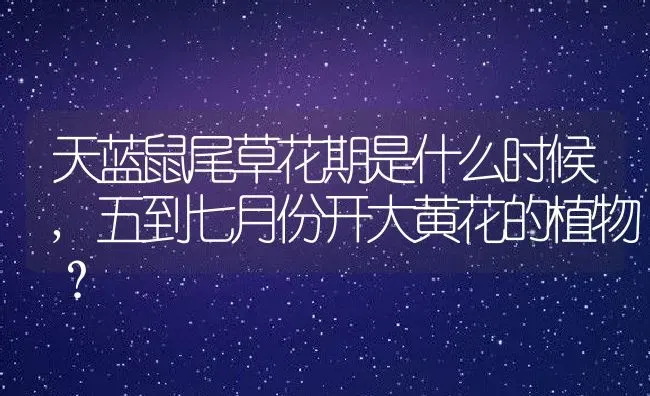 天蓝鼠尾草花期是什么时候,五到七月份开大黄花的植物？ | 养殖科普
