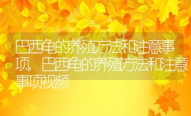 巴西龟的养殖方法和注意事项,巴西龟的养殖方法和注意事项视频 | 养殖科普
