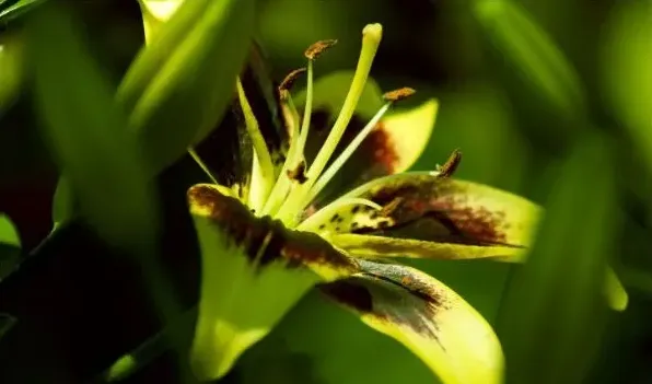 百合花和马蹄莲的区别 | 常识大全