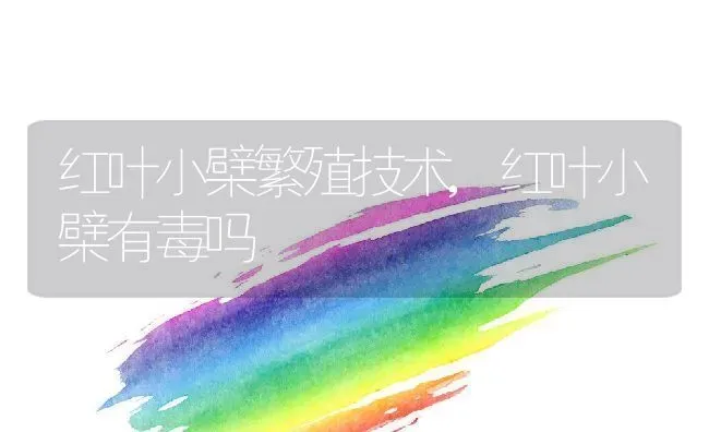 红叶小檗繁殖技术,红叶小檗有毒吗 | 养殖学堂