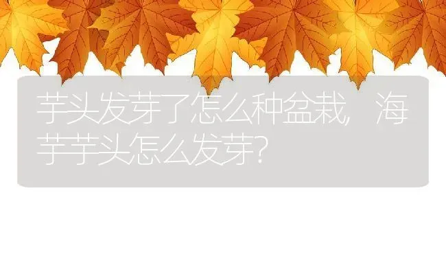 芋头发芽了怎么种盆栽,海芋芋头怎么发芽？ | 养殖科普