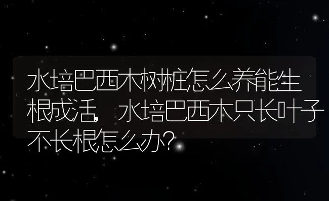 水培巴西木树桩怎么养能生根成活,水培巴西木只长叶子不长根怎么办？ | 养殖科普