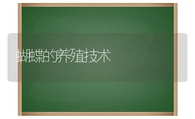 蝴蝶的养殖技术 | 养殖知识