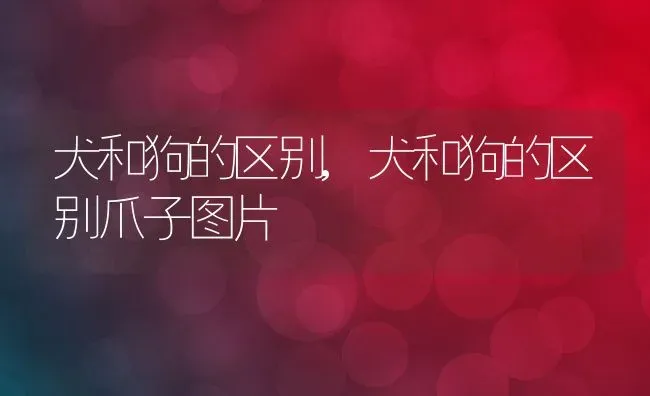 犬和狗的区别,犬和狗的区别爪子图片 | 养殖科普