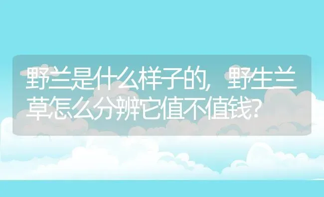 野兰是什么样子的,野生兰草怎么分辨它值不值钱？ | 养殖学堂