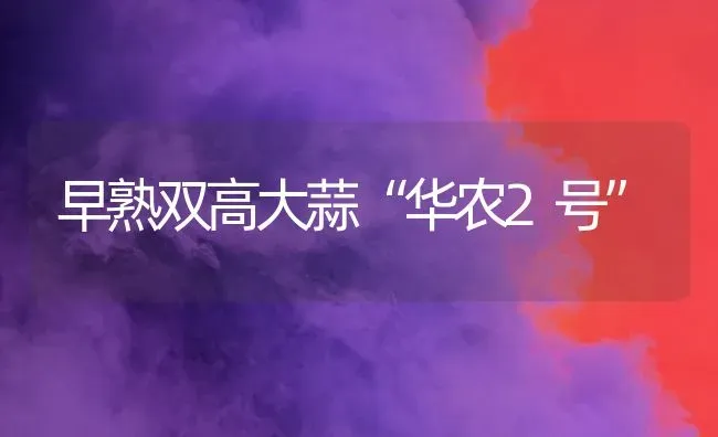 早熟双高大蒜“华农2号” | 养殖知识