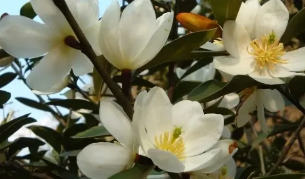 含笑花移植后掉叶子 | 农广天地