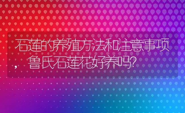 石莲的养殖方法和注意事项,鲁氏石莲花好养吗？ | 养殖科普