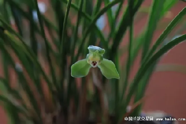 兰花草的歌表达了什么,兰花草儿歌歌词解析？