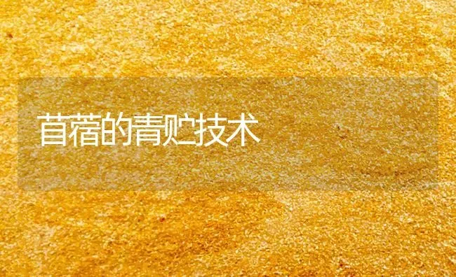苜蓿的青贮技术 | 养殖知识