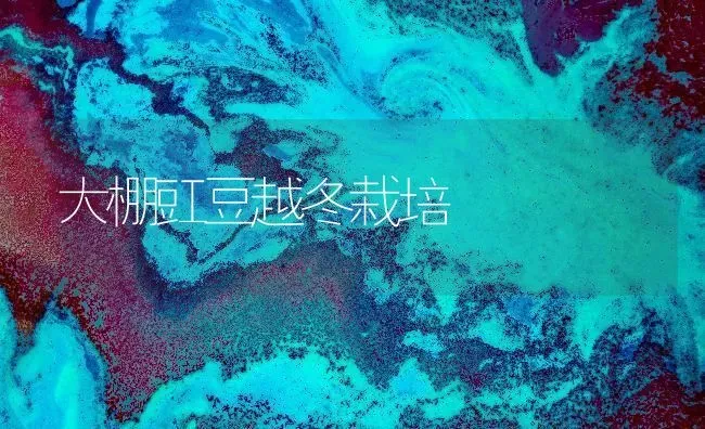 大棚豇豆越冬栽培 | 养殖知识