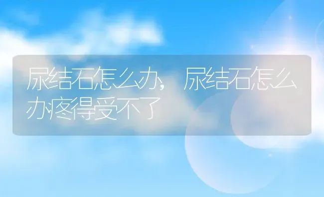尿结石怎么办,尿结石怎么办疼得受不了 | 养殖资料