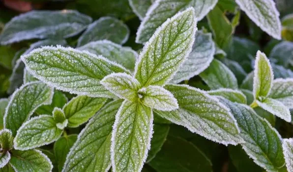 薄荷驱蚊子吗 | 生活妙招