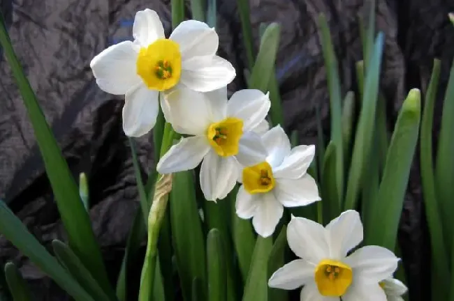 水仙花有毒吗,水仙花有毒？