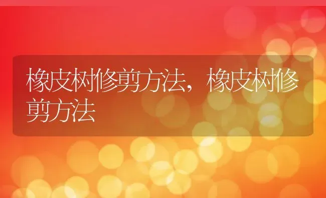 橡皮树修剪方法,橡皮树修剪方法 | 养殖科普