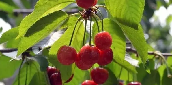 高产车厘子需要掌握的种植技术有哪些？ | 农广天地