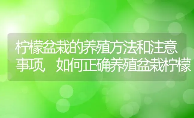 柠檬盆栽的养殖方法和注意事项,如何正确养殖盆栽柠檬 | 养殖学堂