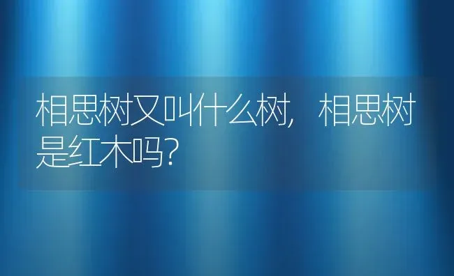 相思树又叫什么树,相思树是红木吗？ | 养殖科普