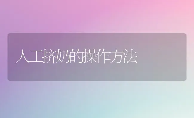 人工挤奶的操作方法 | 养殖技术大全