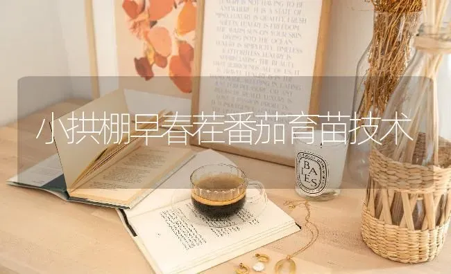 小拱棚早春茬番茄育苗技术 | 养殖技术大全