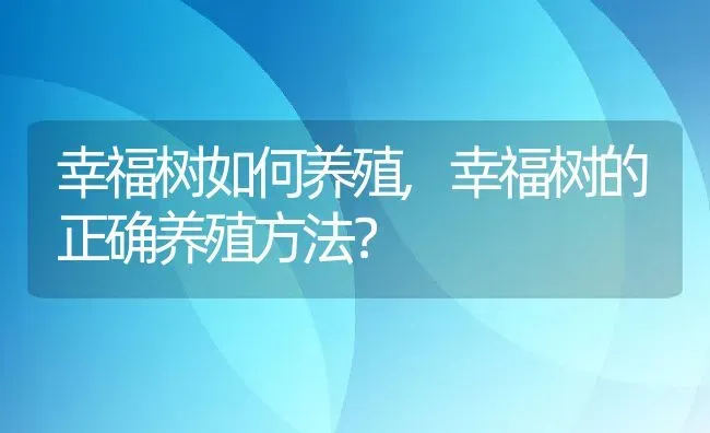 幸福树如何养殖,幸福树的正确养殖方法？ | 养殖科普