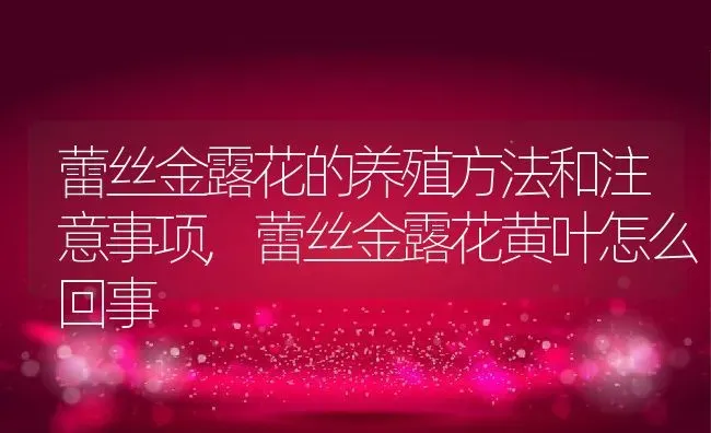蕾丝金露花的养殖方法和注意事项,蕾丝金露花黄叶怎么回事 | 养殖学堂