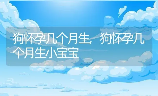 狗怀孕几个月生,狗怀孕几个月生小宝宝 | 养殖资料