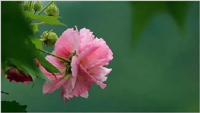 芙蓉花叶子怎么栽培 | 常识大全