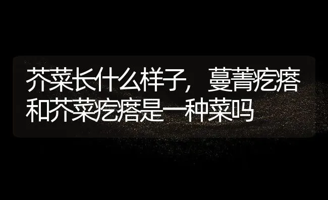 芥菜长什么样子,蔓菁疙瘩和芥菜疙瘩是一种菜吗 | 养殖学堂