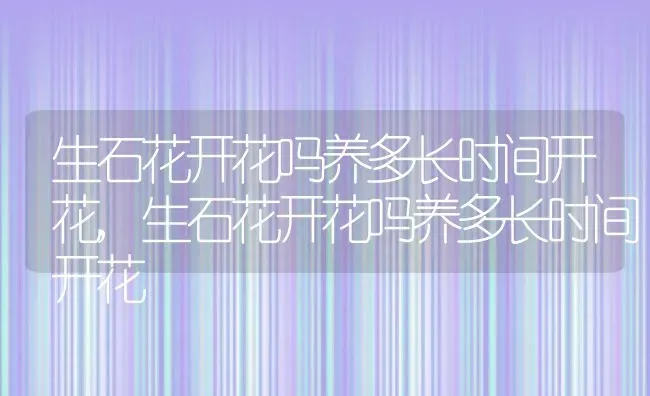 生石花开花吗养多长时间开花,生石花开花吗养多长时间开花 | 养殖科普