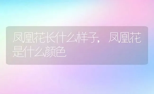 凤凰花长什么样子,凤凰花是什么颜色 | 养殖学堂