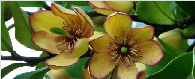 含笑花移植后掉叶子 | 农广天地