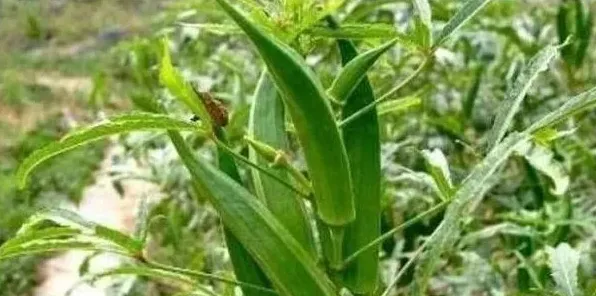 秋葵种植前景和高产栽培技术 | 三农知识