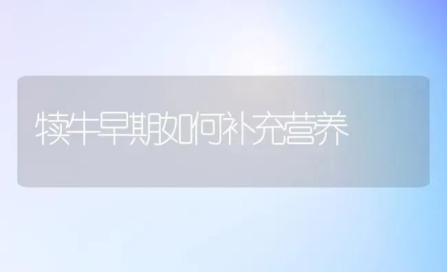 犊牛早期如何补充营养 | 养殖技术大全