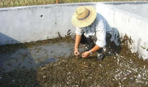 水蛭养殖的市场前景如何？ | 常识大全