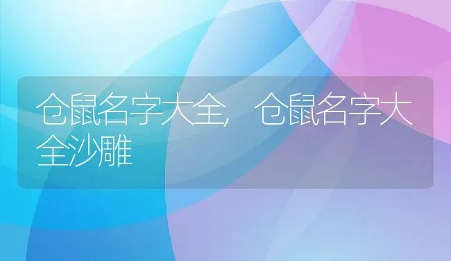 仓鼠名字大全,仓鼠名字大全沙雕 | 养殖科普