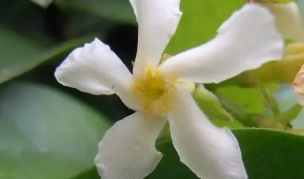 风车茉莉银丝茉莉区别 | 妙招大全