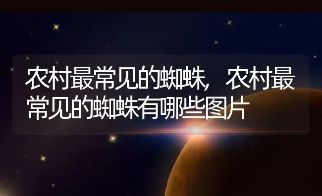 农村最常见的蜘蛛,农村最常见的蜘蛛有哪些图片 | 养殖科普