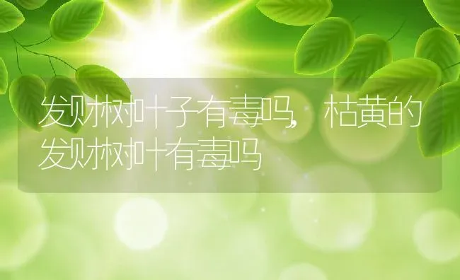 发财树叶子有毒吗,枯黄的发财树叶有毒吗 | 养殖学堂