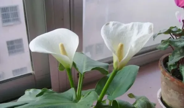 百合花和马蹄莲的区别 | 常识大全