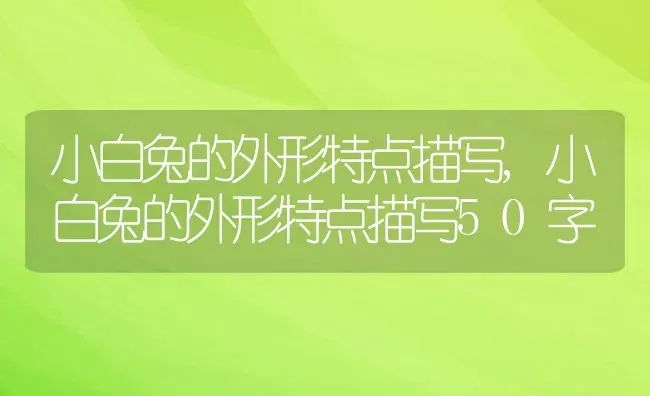 小白兔的外形特点描写,小白兔的外形特点描写50字 | 养殖资料