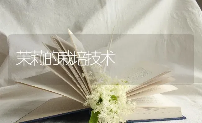 茉莉的栽培技术 | 养殖技术大全