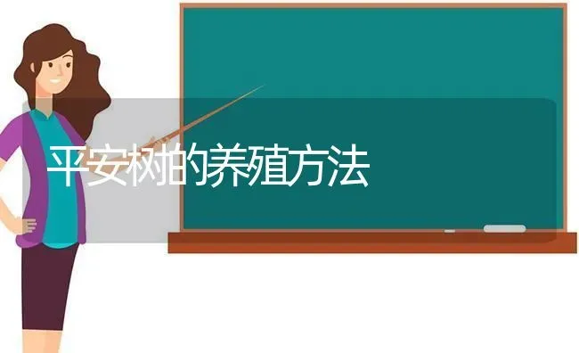 平安树的养殖方法 | 养殖技术大全